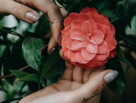 Tatouage pivoine signification : entre symbolisme et histoire