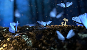 Jardim das borboletas